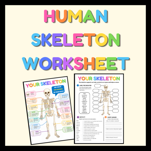 Human Skeleton Worksheet and Poster - Teacher Professional Development